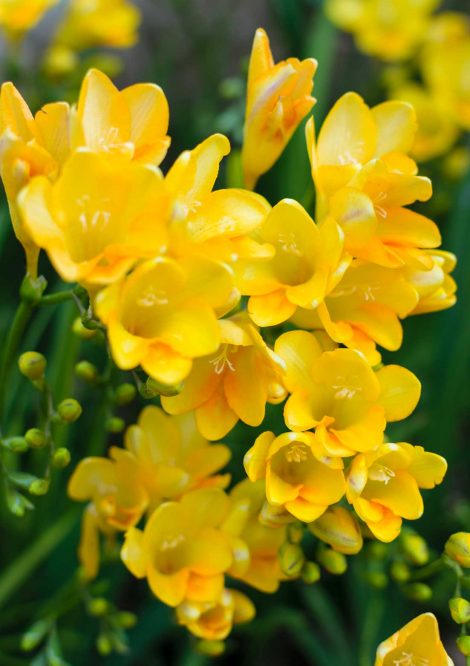 Close up of Yellow Flower