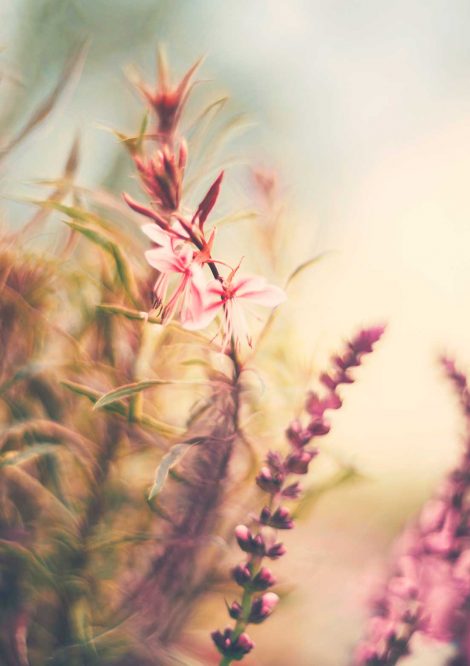 Close up of Lavender Plant